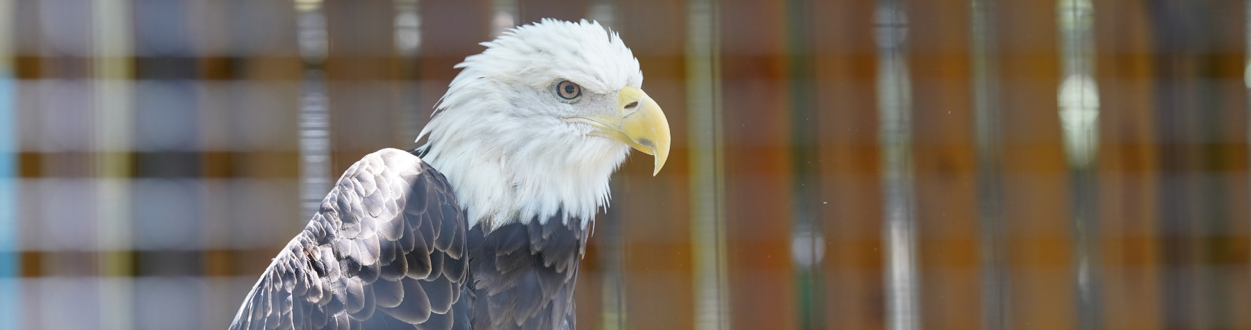 Nature park featuring a bald eagle